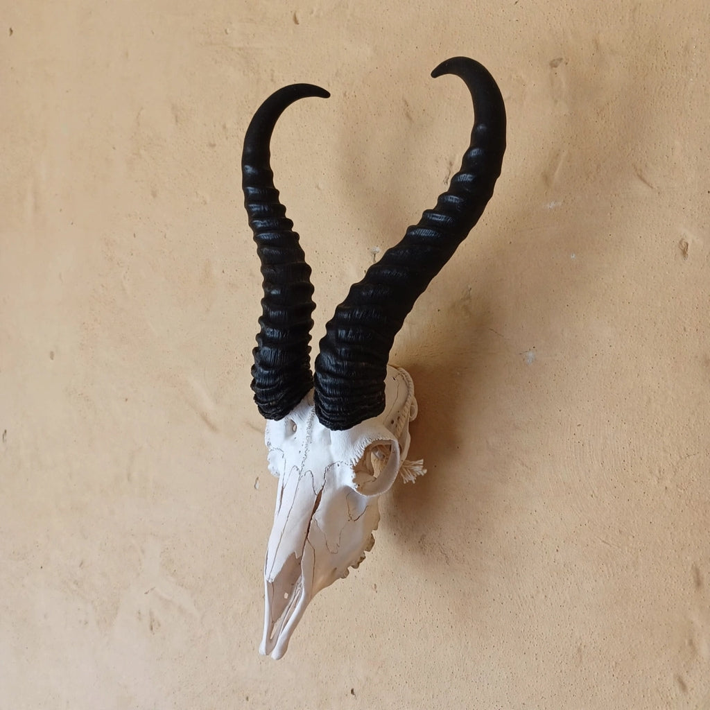 SKULL - Springbok - Natural white with jetblack horns