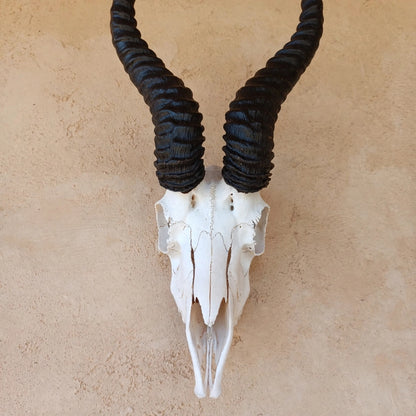 SKULL - Springbok - Natural white with jetblack horns