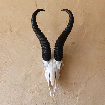 SKULL - Springbok - Natural white with jetblack horns