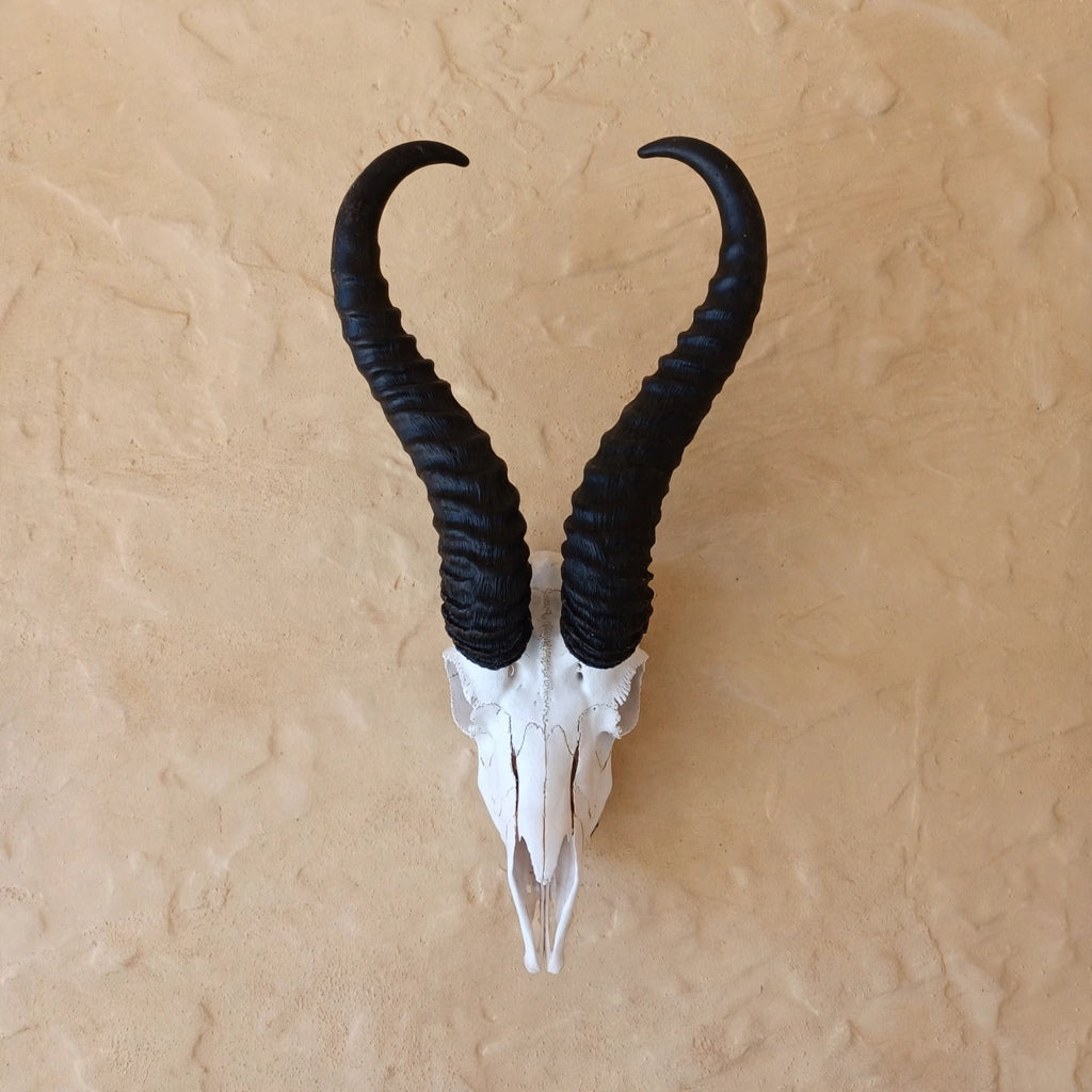 SKULL - Springbok - Natural white with jetblack horns